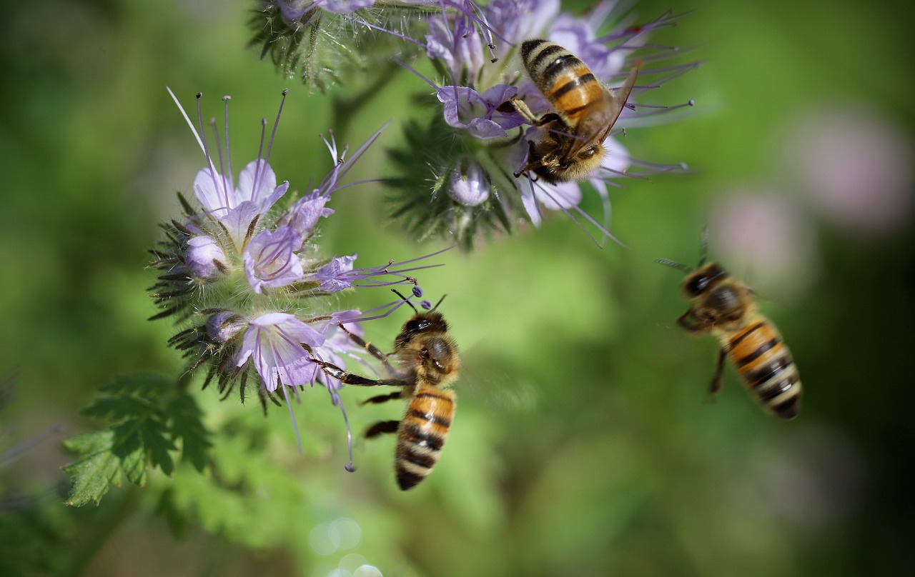 The Effect of Climate Change on Bee’s Foraging Patterns